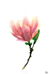 208x300 Magnolia Watercolor Paintings Fine Art America - Magnolia Flower Watercolor
