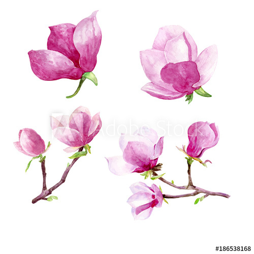 500x500 Magnolia Flowers Watercolor Hand Painted Clip Art Floral - Magnolia Flower Watercolor