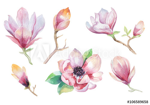 500x351 Painting Magnolia Flower Wallpaper. Hand Drawn Watercolor Floral - Magnolia Flower Watercolor