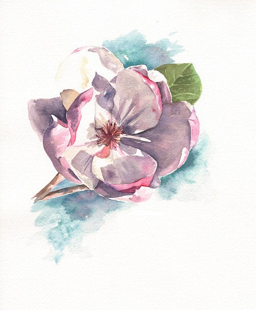 500x605 Watercolor Magnolia Flower Tattoo Design - Magnolia Flower Watercolor