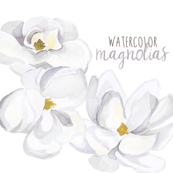 570x570 Watercolor Magnolias, Floral Clipart, Floral Magnolia Clip Art - Magnolia Flower Watercolor