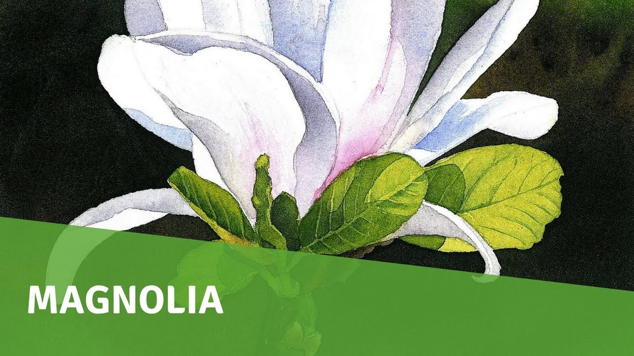 1280x720 Watercolor Painting Tutorial - Magnolia Flower Watercolor