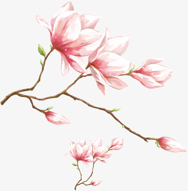 650x660 Watercolor Pink Magnolia Flower, Watercolor Magnolia, Watercolor - Magnolia Flower Watercolor