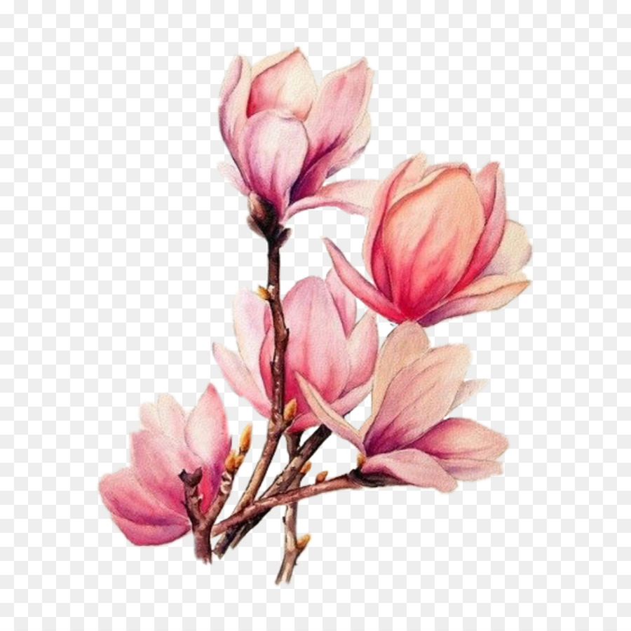 900x900 Watercolor Painting Drawing Tattoo Watercolour Flowers - Magnolia Flower Watercolor