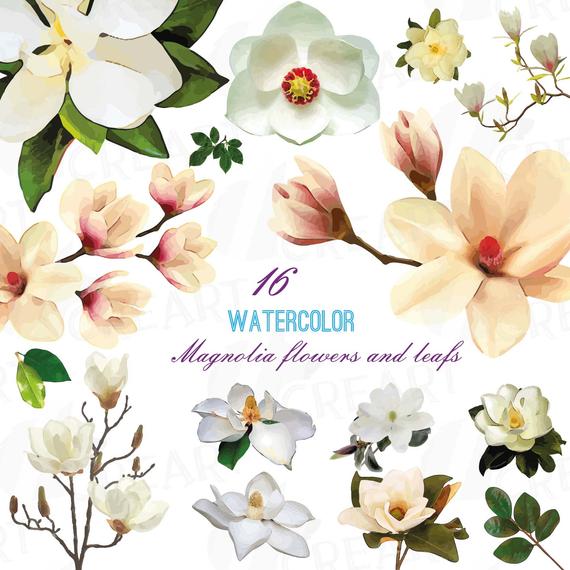 570x570 Watercolor White Magnolia Flowers And Leafs Clip Art Pack Etsy - Magnolia Flower Watercolor