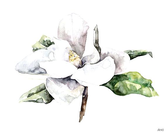 570x456 Magnolia Flower Painting Vidpal - Magnolia Flower Watercolor