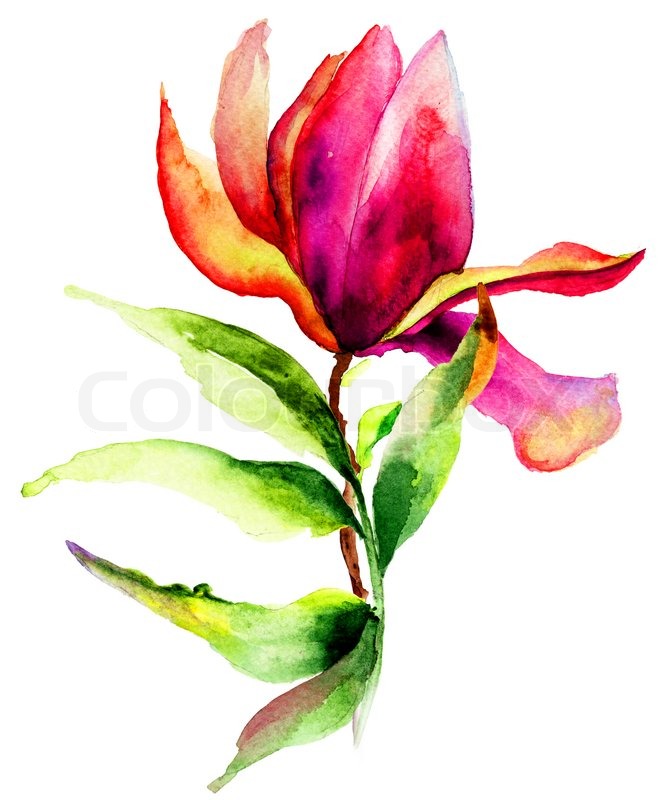 667x800 Beautiful Magnolia Flowers, Watercolor Illustration Stock Photo - Magnolia Flower Watercolor