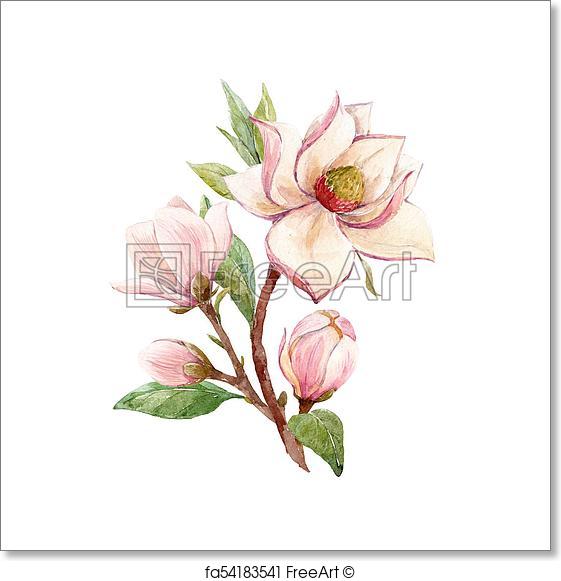 561x581 Free Art Print Of Watercolor Magnolia Floral Composition - Magnolia Flower Watercolor