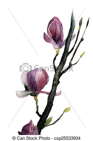 310x470 Hand Painted Watercolor Of Magnolia Flowers. - Magnolia Flower Watercolor
