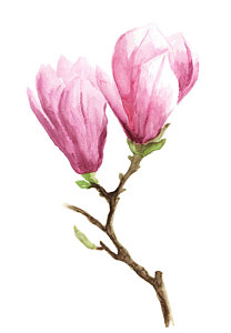 208x300 Magnolia Watercolor Paintings - Magnolia Watercolor