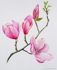 243x300 Magnolia Watercolor Paintings Fine Art America - Magnolia Watercolor