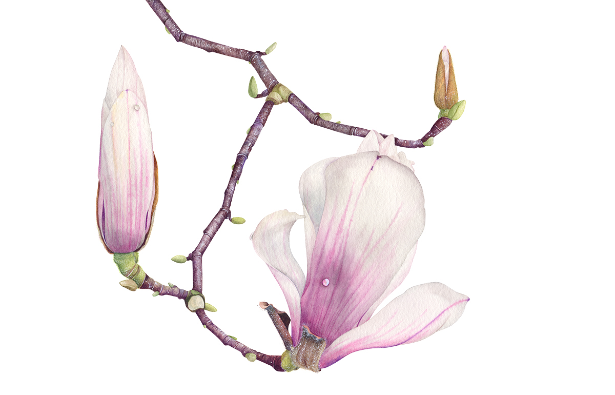 1200x770 Magnolia Watercolor Illustration On Behance - Magnolia Watercolor