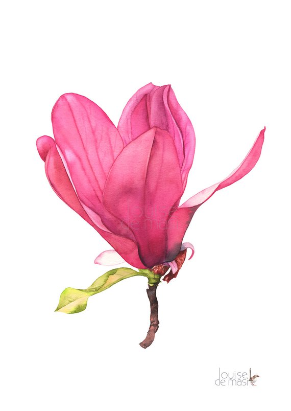 570x804 Magnolia Print Magnolia Watercolour Painting Print Magnolia - Magnolia Watercolor