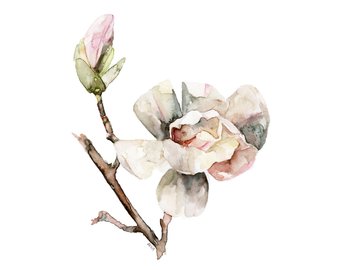 340x270 Magnolia Print Set Of 4 5x7 Watercolor Paintings Magnolia - Magnolia Watercolor