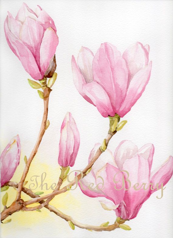570x784 Flower Watercolor Magnolias Floral Art Watercolor Painting - Magnolia Watercolor