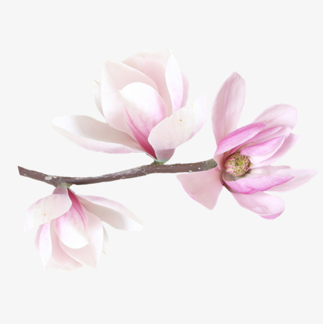 650x651 Watercolor Magnolia, Watercolor Clipart, Pink, Magnolia Png Image - Magnolia Watercolor