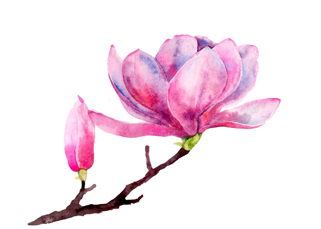 1024x729 Japanese Magnolia - Magnolia Watercolor