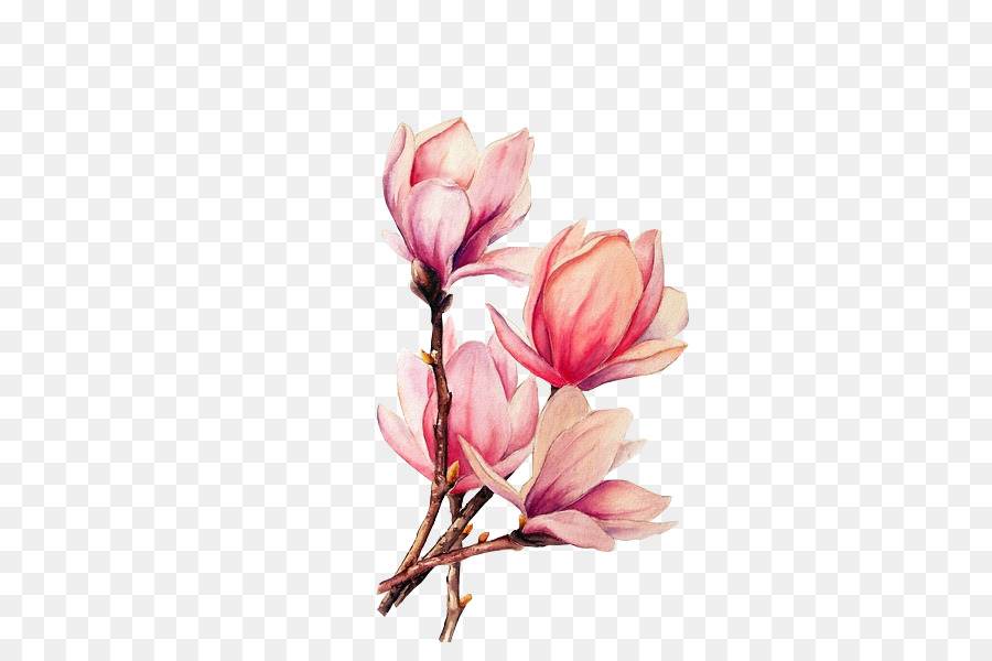 900x600 Watercolor Painting Tattoo Drawing Magnolia - Magnolia Watercolor