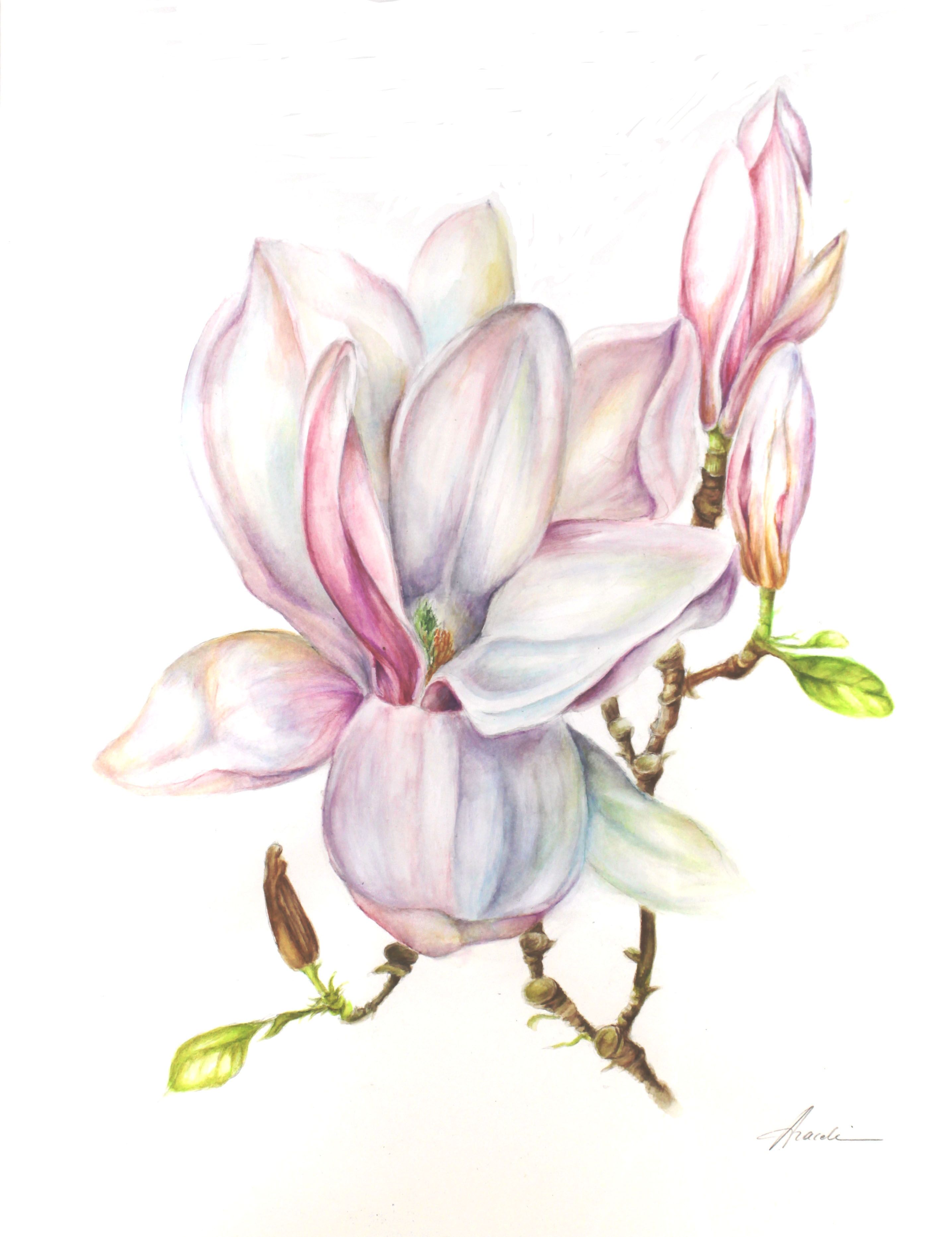 2871x3731 Magnolia 50x70 Cm Watercolour Www.aracelirequena.be Wc Floral - Magnolia Watercolor