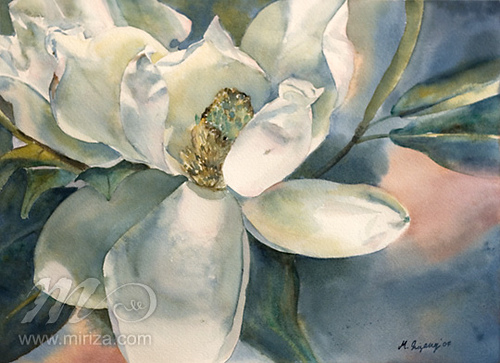 500x363 Magnolia - Magnolia Watercolor