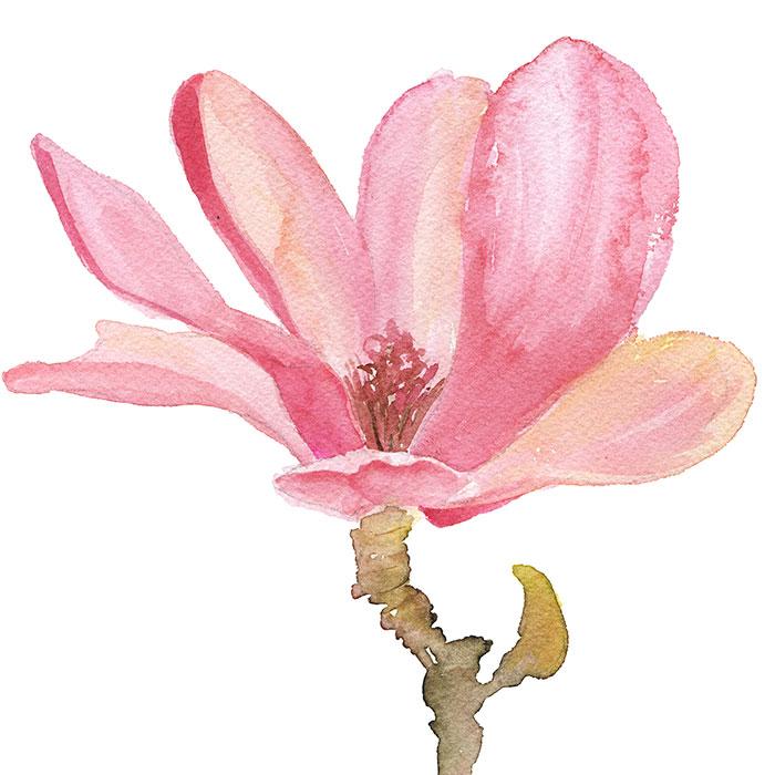 700x700 Magnolia Flower Original Watercolor Painting Susan Windsor - Magnolia Watercolor