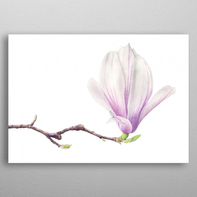 640x640 Magnolia Watercolor Illustrati... By Olga Chuykova Metal Posters - Magnolia Watercolor