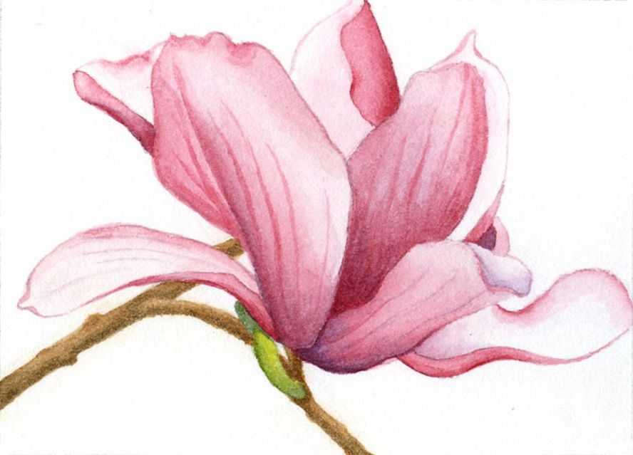 888x639 Old Paint A Thirty Year Retrospective Magnolia Art And Craft - Magnolia Watercolor Tattoo