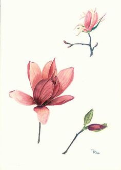 236x333 Magnolia Branch Tattoo - Magnolia Watercolor Tattoo
