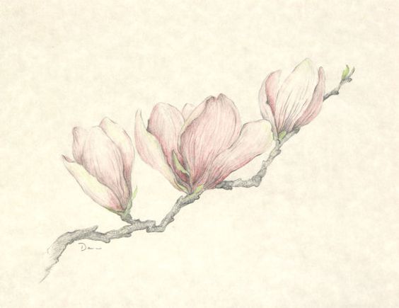 564x435 Tattoos Branches Chinese Tattoos And Body Art Floral Prints - Magnolia Watercolor Tattoo