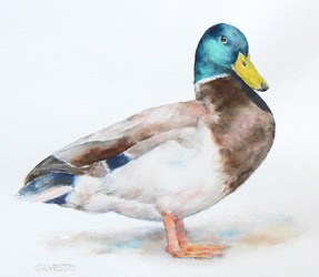 287x250 Mallard Duck Silvestri Studios - Mallard Duck Watercolor