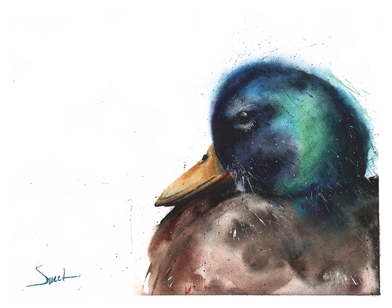 800x629 Mallard Duck Watercolor Print Watercolor Animal Paintings - Mallard Duck Watercolor