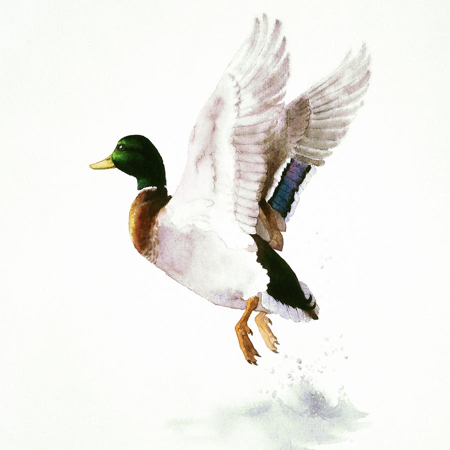900x900 Mallard Flying Away Watercolor Painting By Attila Meszlenyi - Mallard Duck Watercolor