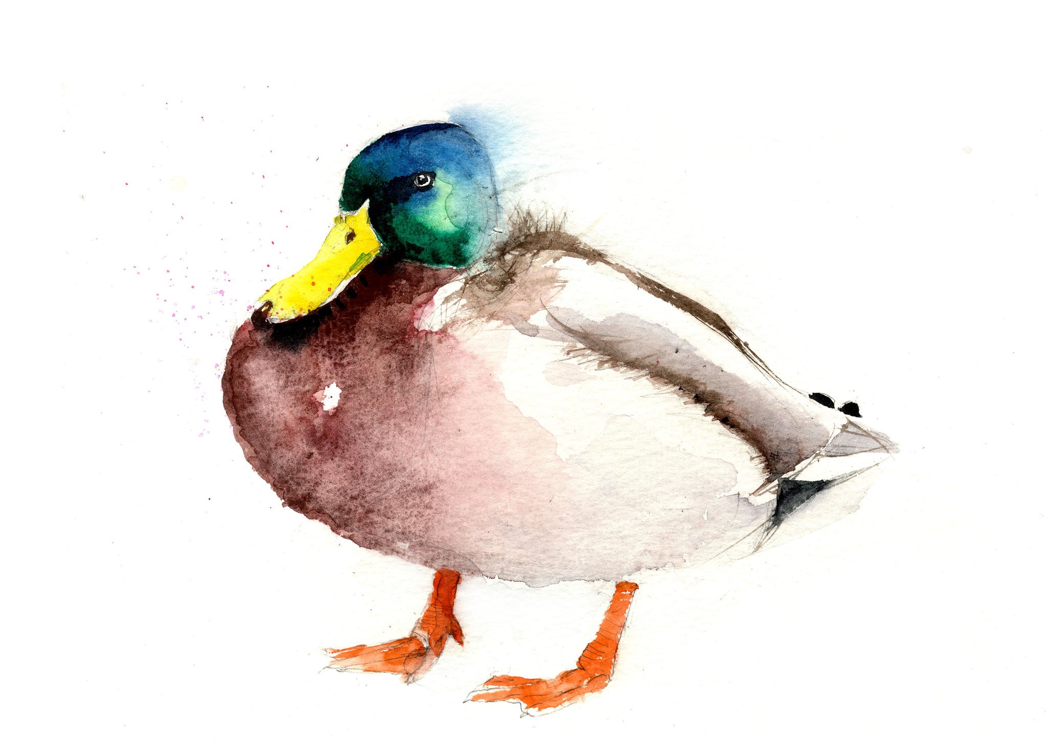 2048x1448 Mallard Duck Limited Edition Print. - Mallard Duck Watercolor