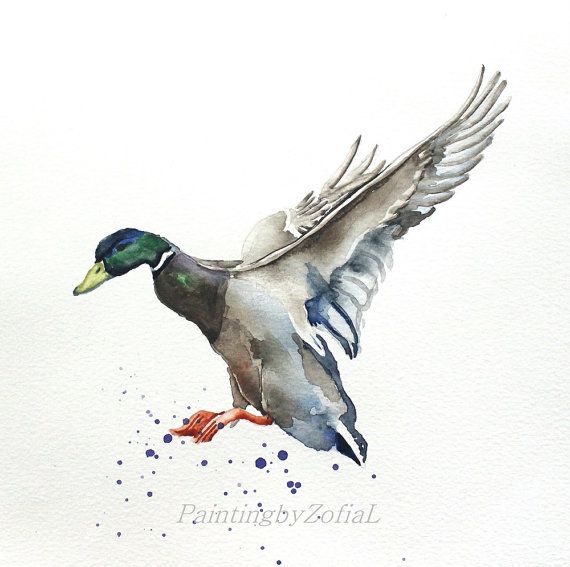 570x567 Mallard Duck Original Watercolor Painting Bird Painting Bird - Mallard Duck Watercolor