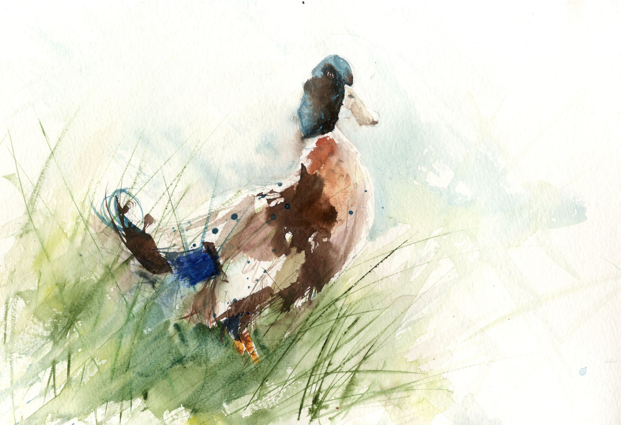 2048x1403 Mallard Duck - Mallard Duck Watercolor