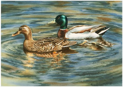 400x283 Mara Mattia Art Watercolor Painting Of Mallard Ducks Swimming - Mallard Duck Watercolor