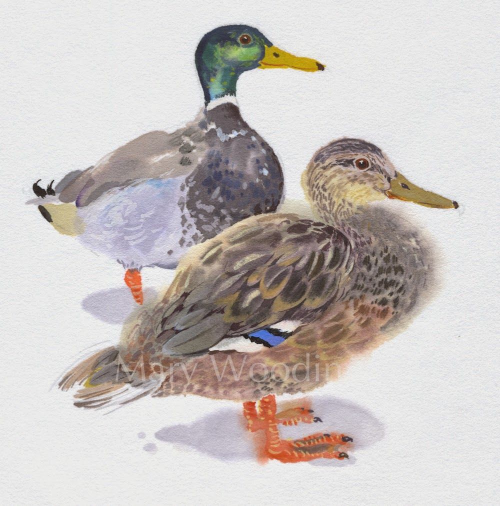 1000x1011 Mary Woodin - Mallard Duck Watercolor