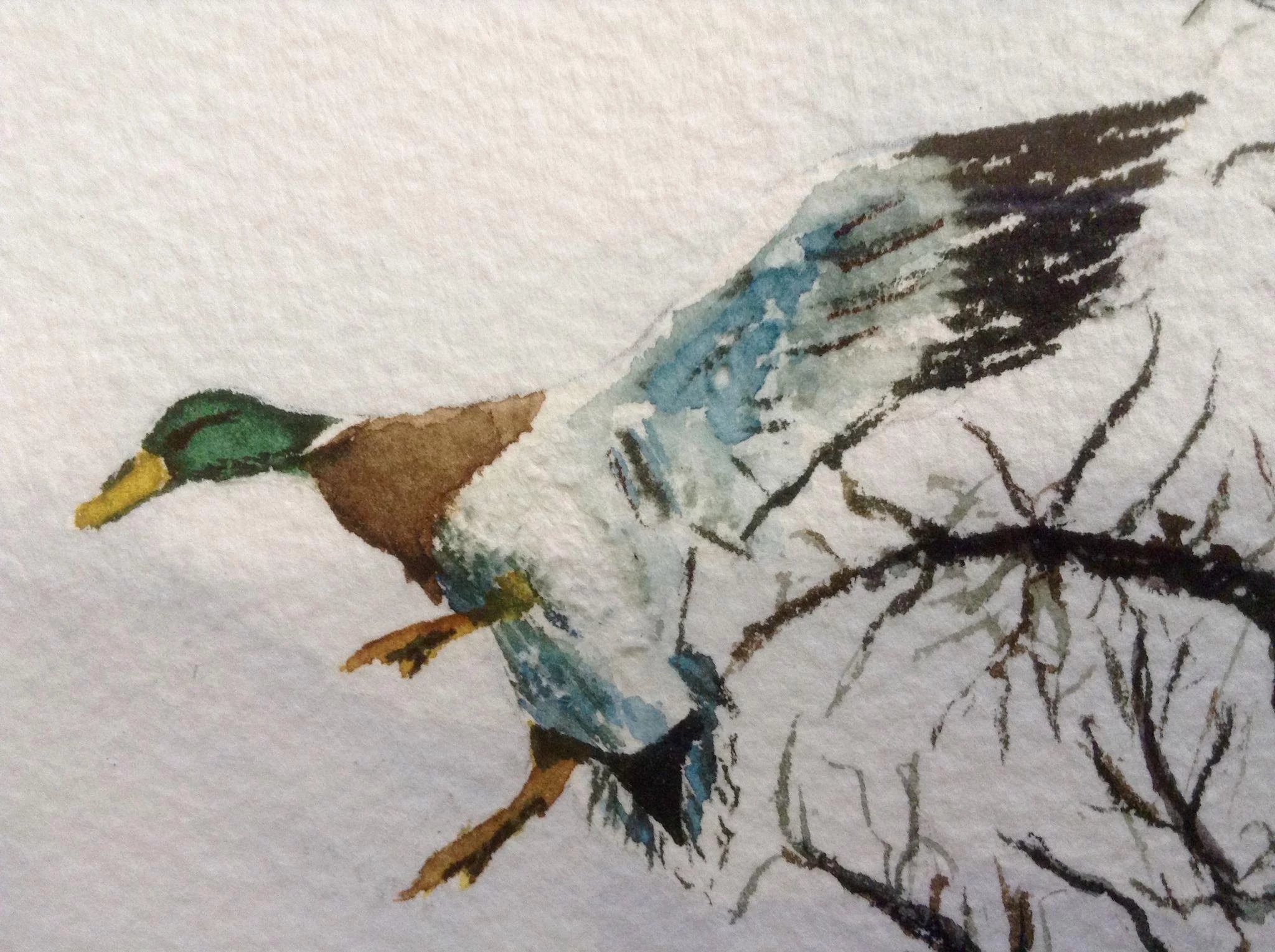 2048x1530 Susan Tromble, Mallard Ducks Flying In Watercolor Painting Works - Mallard Duck Watercolor