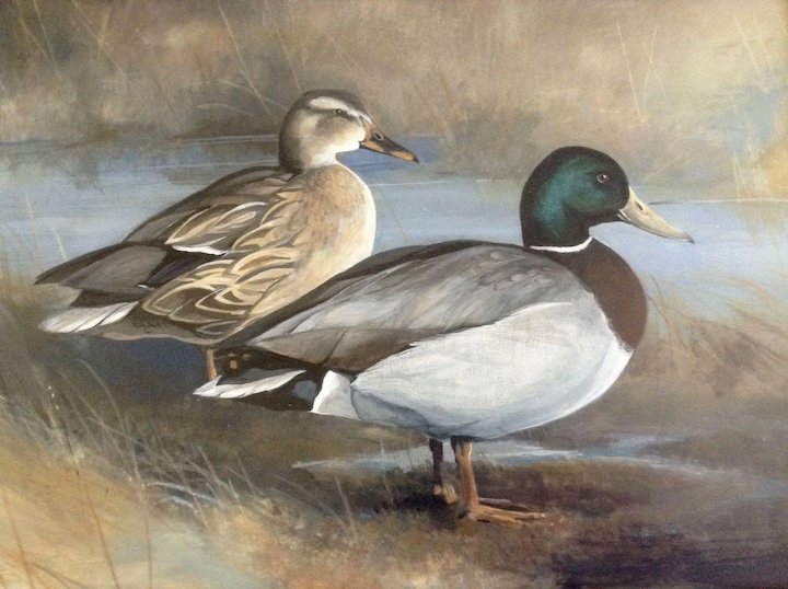 720x538 Tom Sander, Mallard Ducks Watercolor Gouache On Board Original - Mallard Duck Watercolor