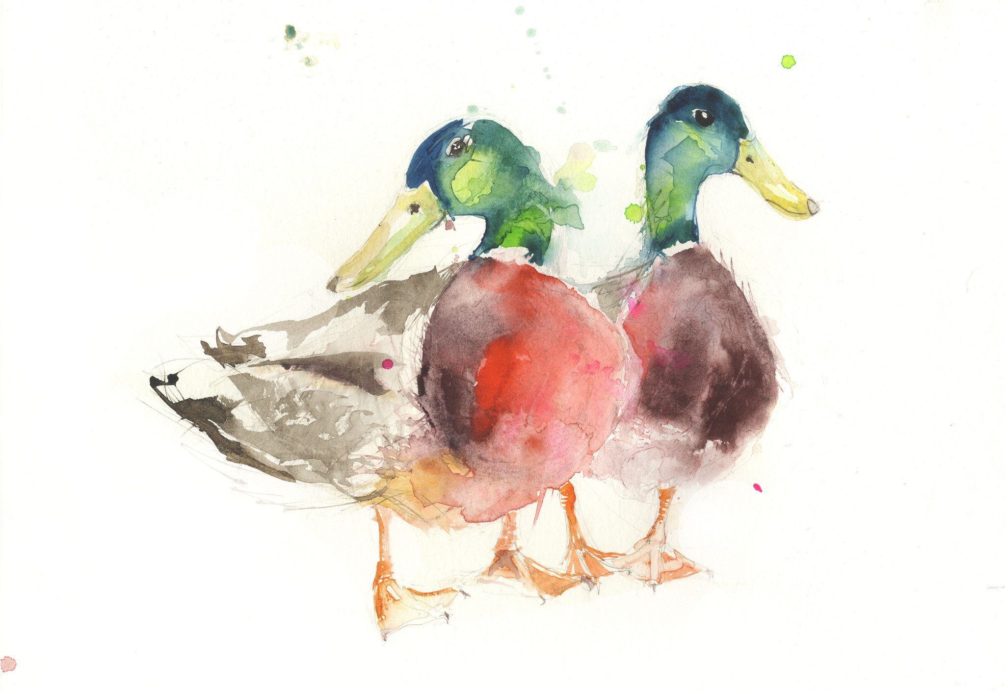 2048x1409 Limited Edition Print Mallard Ducks - Mallard Duck Watercolor