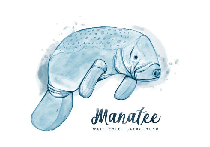 700x490 Free Manatee Watercolor Background - Manatee Watercolor