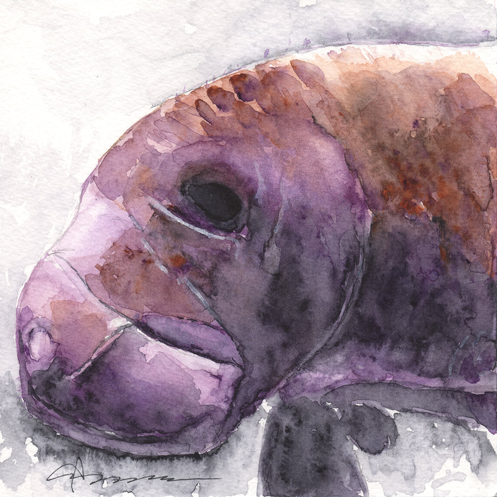 1000x1000 Manatee Watercolor Painting Claudia Hafner Watercolor - Manatee Watercolor