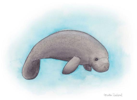 570x418 Manatee Art Print Sea Nursery Art Manatee Watercolor Etsy - Manatee Watercolor