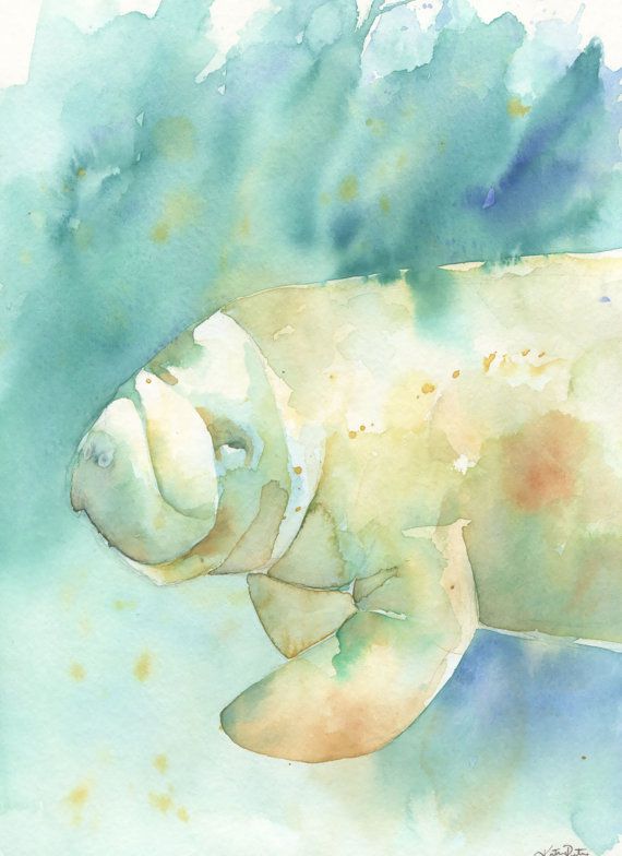 570x784 Watercolor Manatee Print In Blue Teal Green By Thedailywatercolor - Manatee Watercolor