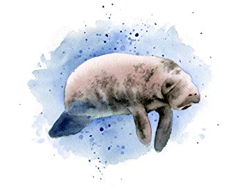 355x274 Manatee Watercolor Art Print Signed By Artist Dj - Manatee Watercolor