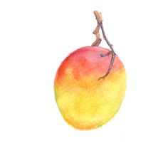 236x236 Hand Drawn Watercolor Painting Of Mango Fruit. Watercolor Hand - Mango Watercolor