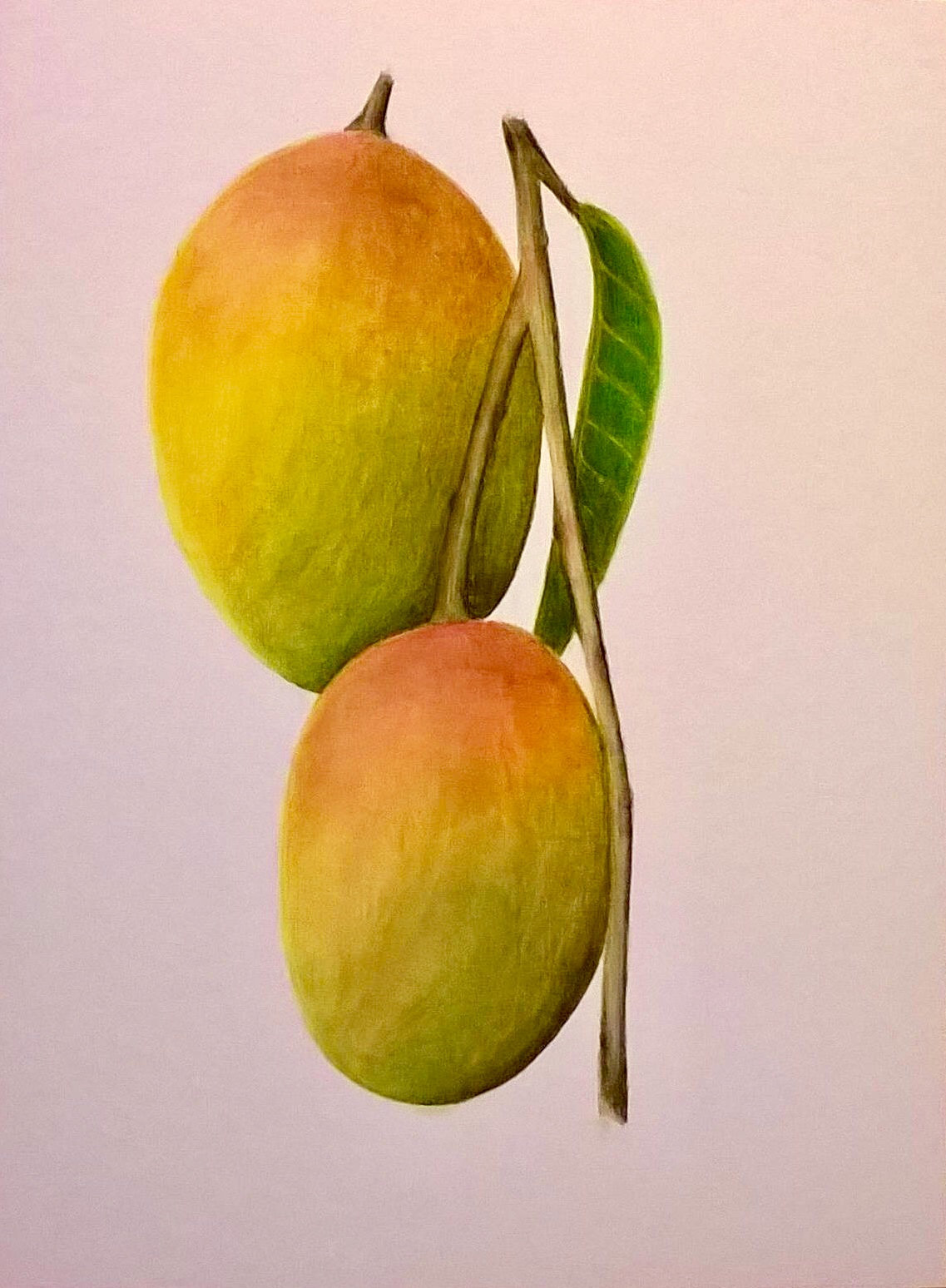 1137x1548 Mango Watercolor Original 6x8 Botanical Illustration Etsy - Mango Watercolor