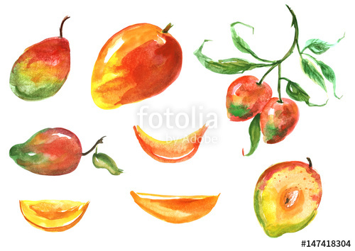 500x354 Mango Watercolor Set. Tropical Fruit, Slice, Half, Branch, Bone - Mango Watercolor
