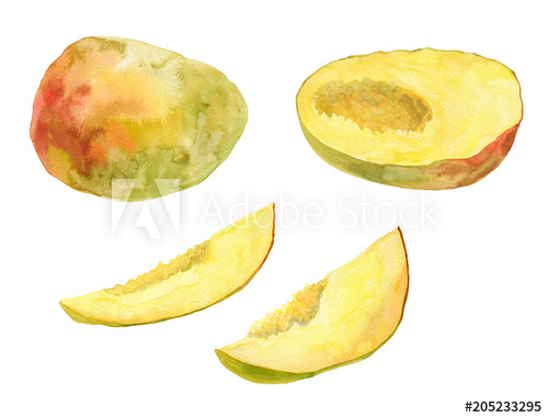 500x381 Mango. Watercolor Illustration - Mango Watercolor