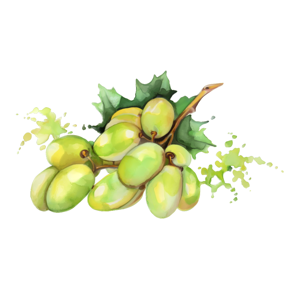 1000x1000 Watercolor Painting Fruit Drawing - Mango Watercolor